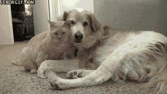 Date Cuddle Gif